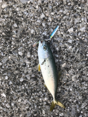 ライトショアジギング