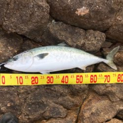 ショアジギング