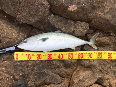 ショアジギング