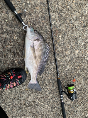 久々のええサイズ