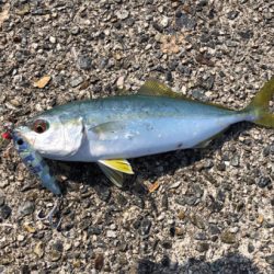 やっぱりキミか！