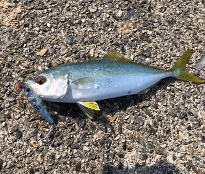 やっぱりキミか！