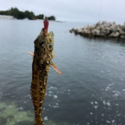 気仙沼大島にて