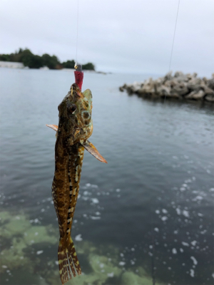 気仙沼大島にて