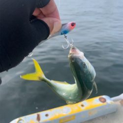 相変わらずな渋ツバス