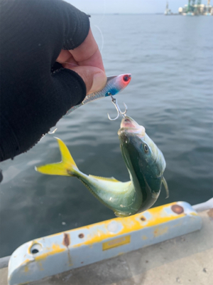 相変わらずな渋ツバス