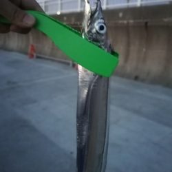 太刀魚 短時間だけ。