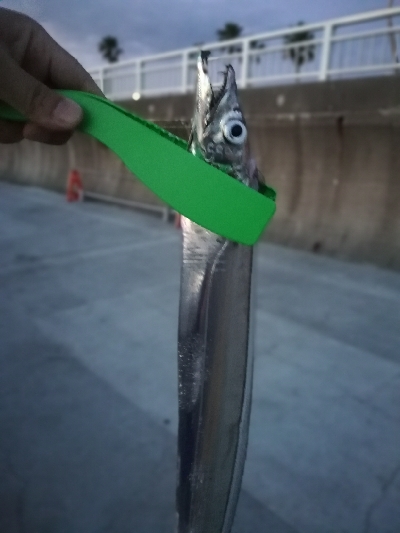 太刀魚　短時間だけ。