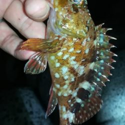 ナイトアジング