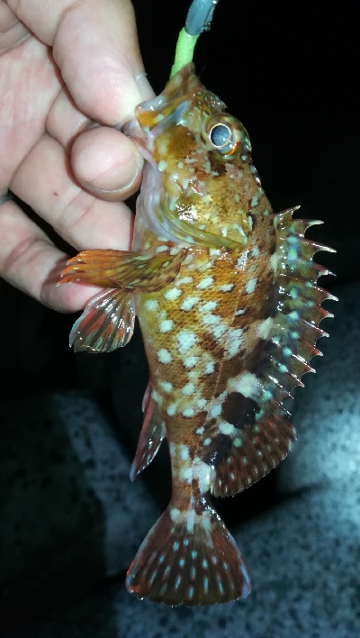 ナイトアジング