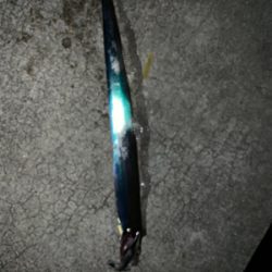 時合いは短いタチウオ。