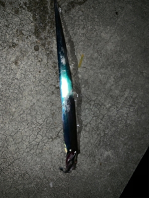 時合いは短いタチウオ。