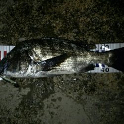 年無しチヌきた！