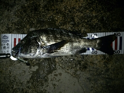 年無しチヌきた！