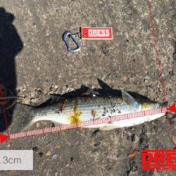 ボラの多いこと！