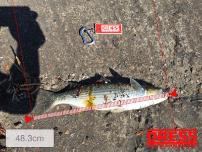 ボラの多いこと！