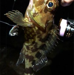 やっぱフロートリグ