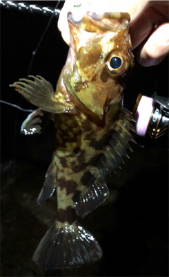 やっぱフロートリグ