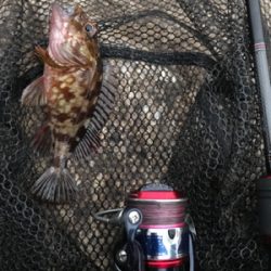 癒しのガシリング(^^)