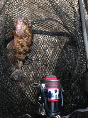 癒しのガシリング(^^)