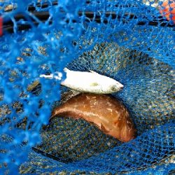 ジグでツバス、ワームでキジハタ、キス