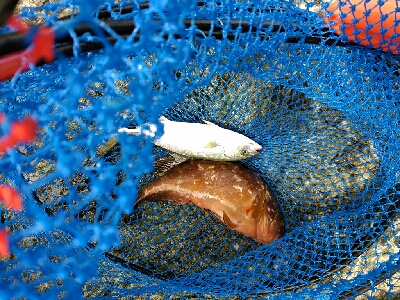 ジグでツバス、ワームでキジハタ、キス