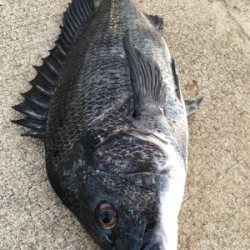 エビ撒き活性高い