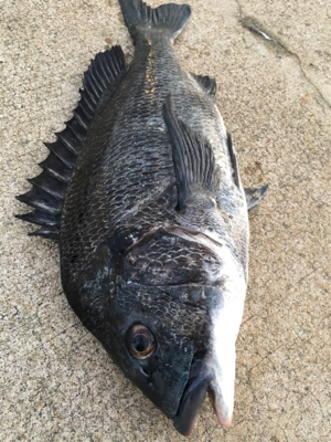 エビ撒き活性高い