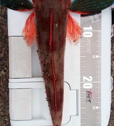 ウルトラライトショアジギング