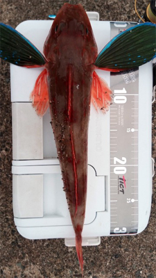 ウルトラライトショアジギング