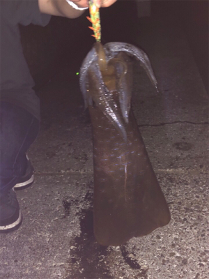 デカイカ捕獲
