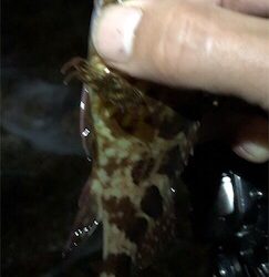 梅雨入り?メバリング。