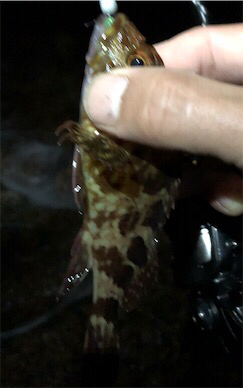 梅雨入り?メバリング。