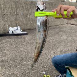 渋くなったタチウオ