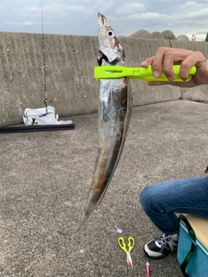 渋くなったタチウオ