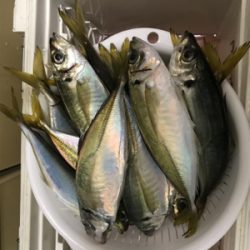 純栄丸   メクリアジ