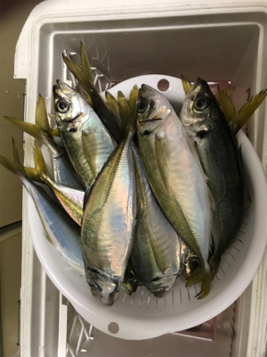 純栄丸   メクリアジ