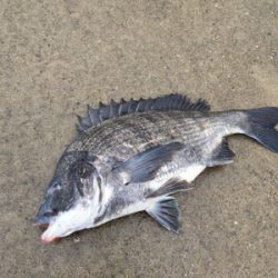 雨の中活性調査へ、。