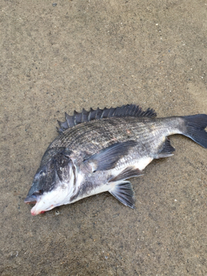 雨の中活性調査へ、。