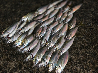 雨が降ってもアジング メバリング
