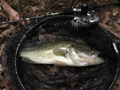 増水ローライト