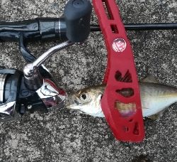 アジンガー1815〜1900