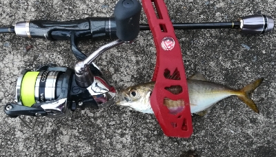 アジンガー1815〜1900