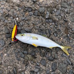 大阪湾ツバス占領?