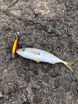 大阪湾ツバス占領？