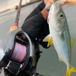 シーバス放浪も