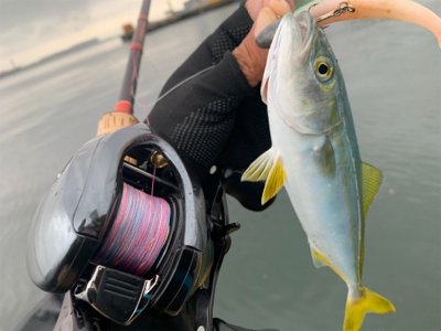 シーバス放浪も