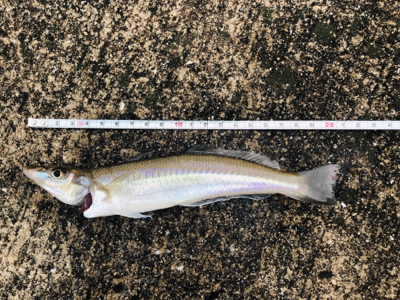 まだまだ釣れ続ける！！