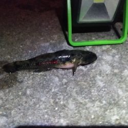 長雨でイマイチ