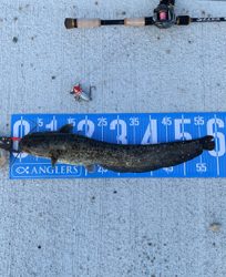 夕方ナマズゲーム